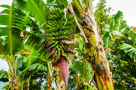 Packaging could be made from banana plants