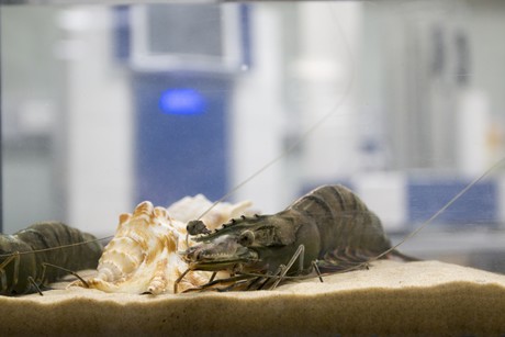 Prawns get the CSIRO health check in time for Christmas