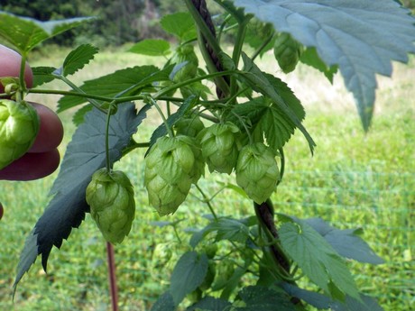 Craft beer boom in US leading to more hop production