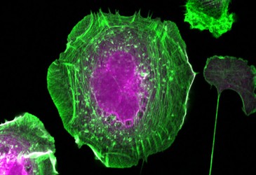 Fishing for proteins… and answers Fishing for proteins… and answers