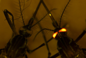 Genetically modified mozzies completely resistant to dengue Genetically modified mozzies completely resistant to dengue