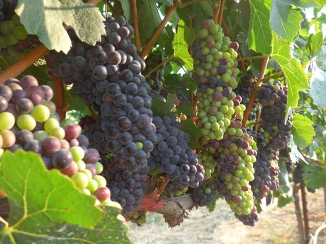 Sour grapes: climate change could threaten wine supply