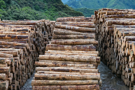 Qld timber industry to investigate waste-to-resource opportunities