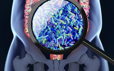 Honey could be used to 'landscape' the gut Honey could be used to 'landscape' the gut