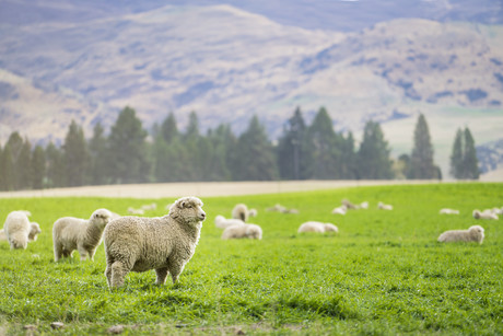 Antimicrobials found in sheep poo and on human skin Antimicrobials found in sheep poo and on human skin