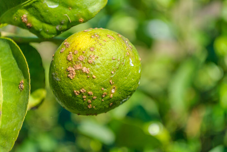 Fruit carrying citrus disease intercepted at border Fruit carrying citrus disease intercepted at border