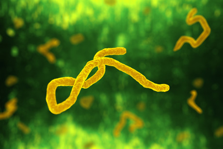 Rapid diagnostic test for Ebola under development