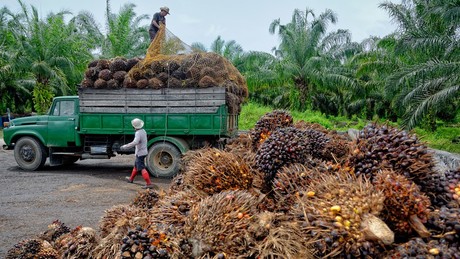 Finding a replacement for palm oil Finding a replacement for palm oil