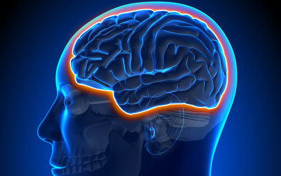 Our own immune cells damage the blood&ndash;brain barrier