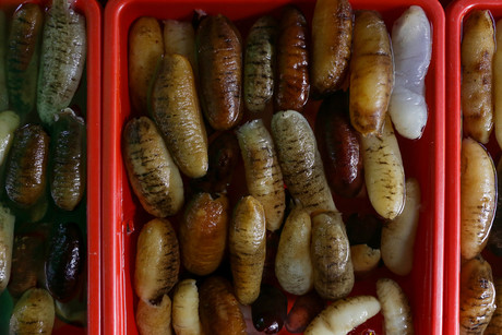 Advances in sea cucumber aquaculture