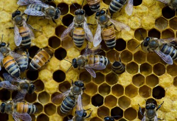 Bacteria engineered to protect bees from colony collapse Bacteria engineered to protect bees from colony collapse