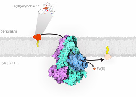 Blocking iron supply could prevent tuberculosis Blocking iron supply could prevent tuberculosis