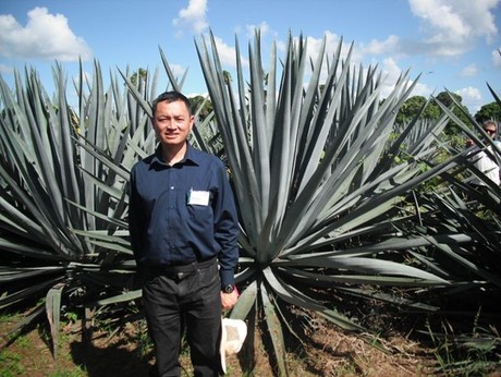 Agave's biofuel potential Agave's biofuel potential