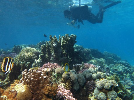 Climate change could shrink fish sizes Climate change could shrink fish sizes