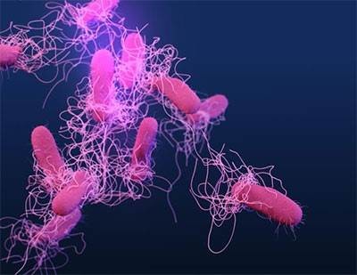 New assay detects <em>Salmonella</em> subtypes in minutes