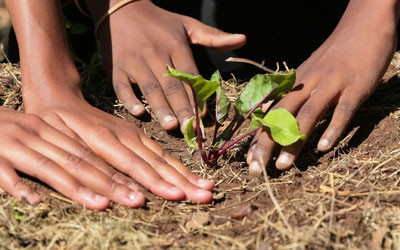 Building inclusive food systems could help fight COVID-19