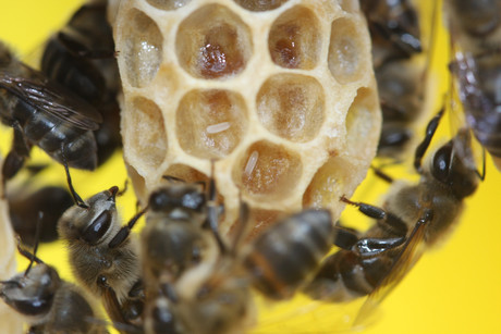 The secret behind virgin birth in South African bees The secret behind virgin birth in South African bees