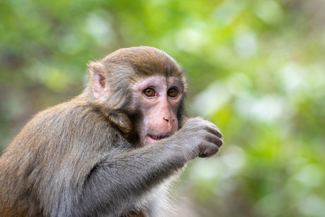 Coronavirus vaccine candidates show promise in macaques