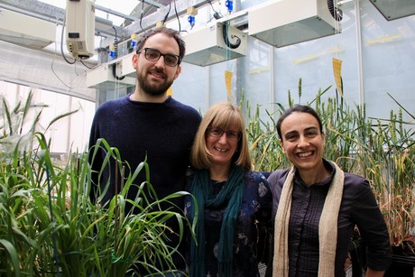 Scientists closer to developing heat-tolerant wheat Scientists closer to developing heat-tolerant wheat