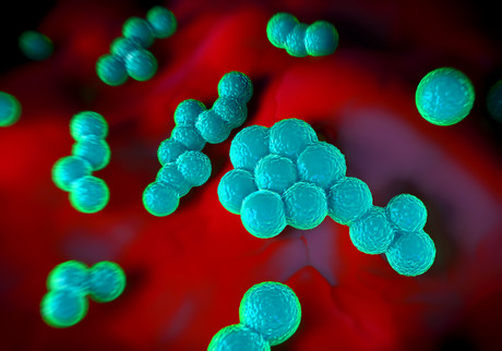 Antimicrobial polymers could help fight superbugs Antimicrobial polymers could help fight superbugs