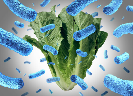 Findings from romaine lettuce E. coli investigation in US