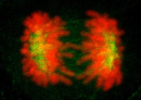 How cells remember their identity How cells remember their identity