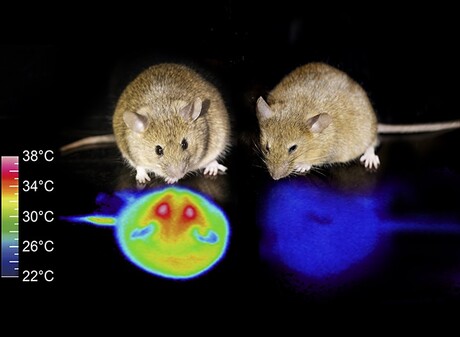 State of hibernation induced in mice &mdash; are humans next?