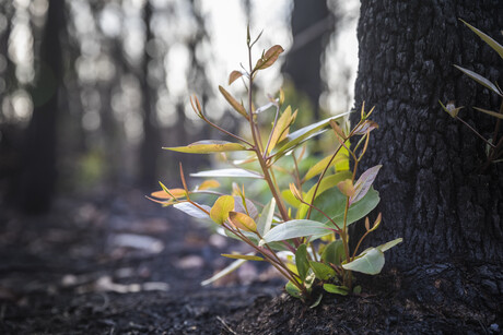 VEYA focuses on external challenges