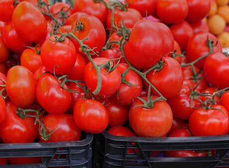 Plant geneticists unmask hidden mutations in tomatoes Plant geneticists unmask hidden mutations in tomatoes