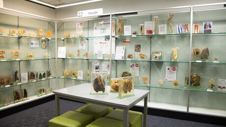 Museum of Human Disease open to the virtual public
