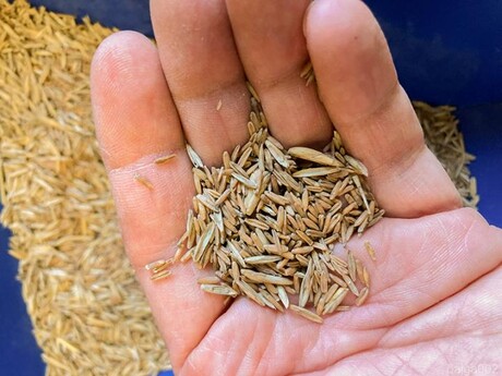 Farmers can now grow food-grade wheatgrass Farmers can now grow food-grade wheatgrass