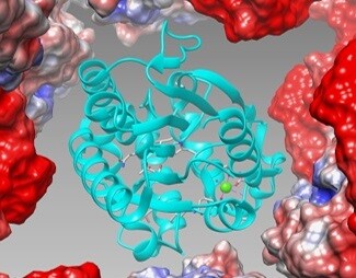 Enzyme extraction enables biodiesel production