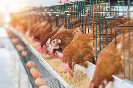 Effects of insect meal, microalgae on poultry meat quality Effects of insect meal, microalgae on poultry meat quality