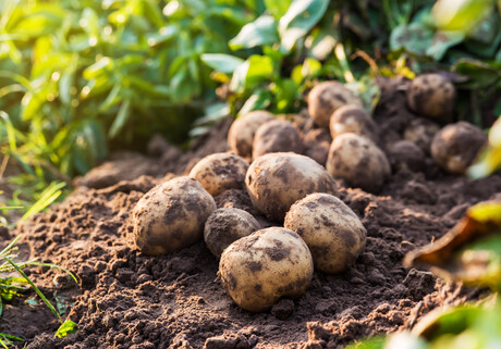 Aussie research could boost crop production Aussie research could boost crop production