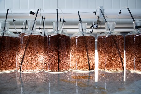 Could seaweed reduce methane emissions from cows?