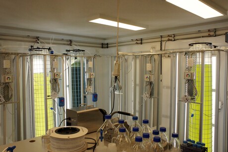 Gas dosing control for microalgae facility