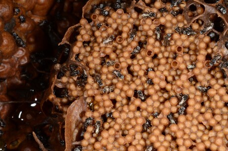 Stingless bee honey is the bee's knees Stingless bee honey is the bee's knees