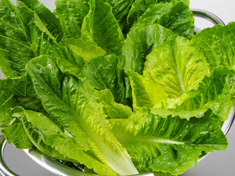 Preharvest water protocol for leafy greens safety