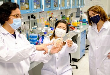 Synthetic peptide takes away bacteria's drug resistance Synthetic peptide takes away bacteria's drug resistance