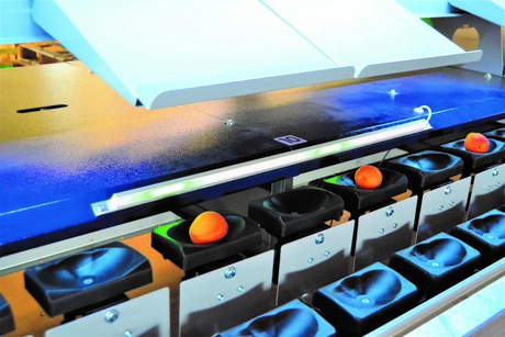 Grading solution for fruit and veg of all shapes and sizes