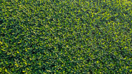 New suspected Panama case at Qld banana farm