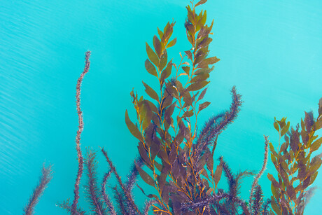 Blueprint shows bright future for Australian seaweed industry