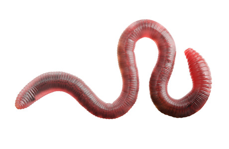 Vibrating worm wins Aus researchers 2020 Ig Nobel Prize Vibrating worm wins Aus researchers 2020 Ig Nobel Prize
