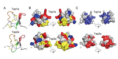 Tarantula venom could hold key to IBS pain relief