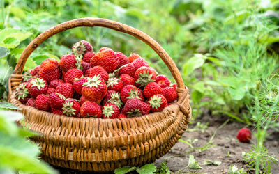 Report: 26,000 worker shortage cripples horticulture industry Report: 26,000 worker shortage cripples horticulture industry