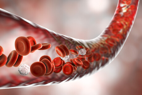 Electronic blood vessels implanted in rabbits Electronic blood vessels implanted in rabbits