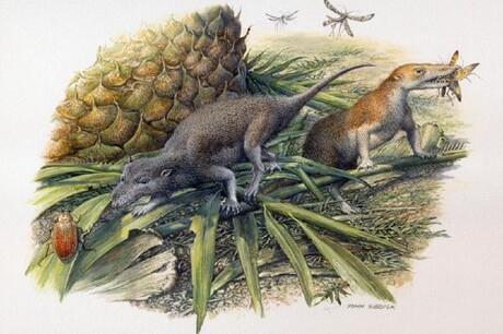 X-rays reveal reptilian nature of ancient mammals