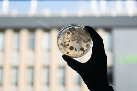 Gut microbiome begins development before birth Gut microbiome begins development before birth