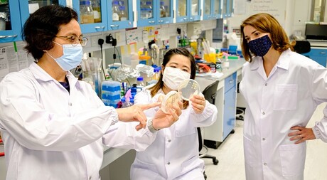 Ultratough pollen grains turned into soft particles