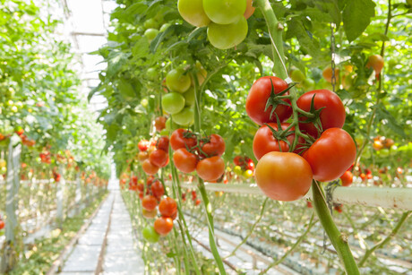 Recycled water fruitful for greenhouse tomatoes